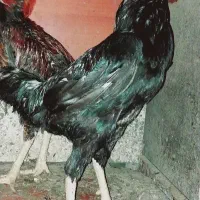 فروش کلی جزعی  انواع طیور شاقاجی|حیوانات مزرعه|سنگر, |دیوار