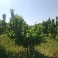 زمین فوشنجان
