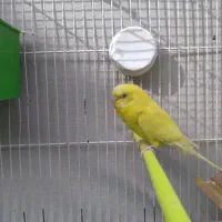 جفت مرغ عشق لوتینو و آلبینو چشم شرابی و فنج نرگسی|پرنده|مشهد, نیزه|دیوار