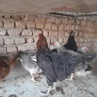 مرغ محلی|حیوانات مزرعه|پیشوا, |دیوار