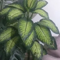 گل دیفن با غیا