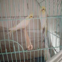 معاوظه عروس هلندی ماده