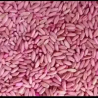 بذر گندم دیم