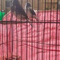 قناری گلاستراورجینال|پرنده|اصفهان, باغ نگاره|دیوار