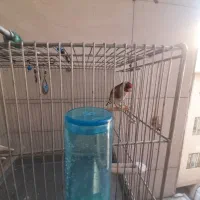 سهره دهن لر سبک ملایری
