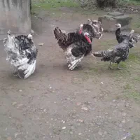 ۴ عدد بوقلمون برنز محلی نر ۸ماهه کیلویی ۸۰۰