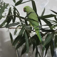 طوطی ملنگو|پرنده|قم, شاه سید علی|دیوار