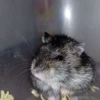 همستر|موش و خرگوش|قدس, شهرقدس|دیوار