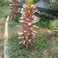 پالم تعداد ۵۵۰ تا متراژ از ۱۴۰ تا ۱۷۰ فقط تنه|گل و گیاه طبیعی|کومله, |دیوار