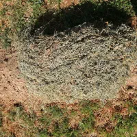 یونجه