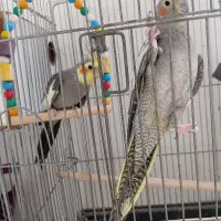 مرغ عروس نرو ماده کار داده