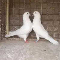 حراج کفتریک(پاکستانی وسروک..)باارسال|حراج|یزد, |دیوار