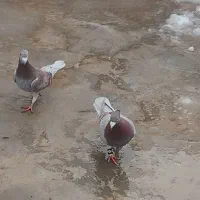 جفت خوب به زمانت|پرنده|تایباد, |دیوار