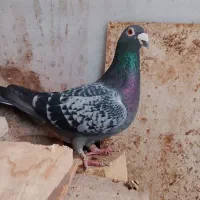 چند عددسار درجه ۱