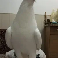 کبوتر گمشده
