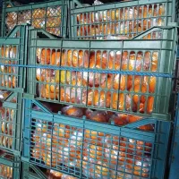 والنسیا. پرتقال تابستانه آماده پلاستیک پیج