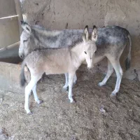 خر ماچکی با کره الاغ ماده|حیوانات مزرعه|قم, بیست متری ولیعصر|دیوار