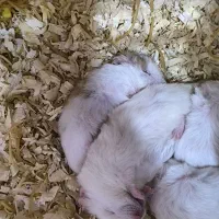 خوشگل و بدون بو