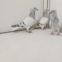 یه جفت کفتر شامی دم سفید با جوجشون|پرنده|سبزوار, شرق کال میانی|دیوار