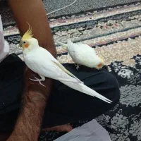 عروس هلندی