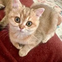 گربه بریتیش بلک گلد ماده|گربه|تهران, سعادت‌آباد|دیوار