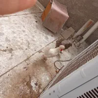 مرغ و خروس سلطانی مینیاتوری