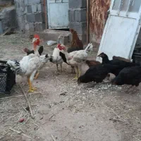 جوجه محلی