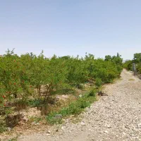 باغ 2000 متری|فروش زمین و ملک کلنگی|قم, شاد قلی|دیوار