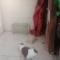 کبوتر گمشده