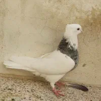 طوقی هفت رنگ شکلاتی،دم سیاه|پرنده|جم, |دیوار