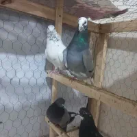 کبوتر قهوه خانه