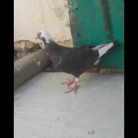 کبوتر|پرنده|تربت‌حیدریه, رضاشهر|دیوار