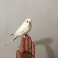 مرغ عشق دستی