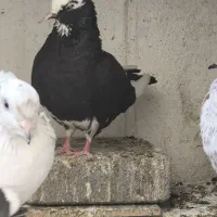 کفتر فروشی|پرنده|پردیس, فاز ۸|دیوار