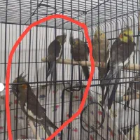 ۴عروس هلندی