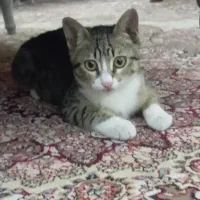 گربه گمشده