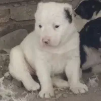 الابای ترکمن و روس وترکمن نگهبان گله ای