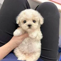 توله سگ اپارتمانی گوگولی جیبی|سگ|تهران, جنت‌آباد جنوبی|دیوار