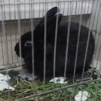 خرگوش|موش و خرگوش|گنبد کاووس, |دیوار