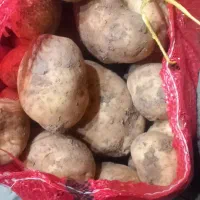 سیب زمینی تازه زرد همدان درجه یک بشرط|خوردنی و آشامیدنی|چهارباغ, |دیوار