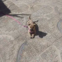 سگ خارجی فروشی ماده|سگ|صحنه, |دیوار