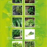 نیروی کار اقا در کارگاه بسته بندی