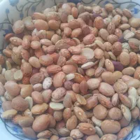لوبیا