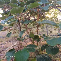 خرید محصول کیوی هایوارد و خونی سال ۱۴۰۵ّ.