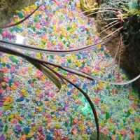 واگذاری ماهی فرمز