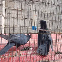 کبوتر|پرنده|جیرفت, |دیوار