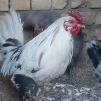 ۸مرغ بسیارزیباوجوان تخم گذارازنژادگلین وکُرچ شو