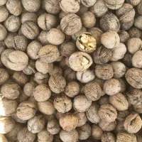 گردوی مغز سفید ایرانی