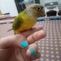 گرینچیک سخنگو