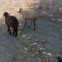 میش آبستن و بره دار